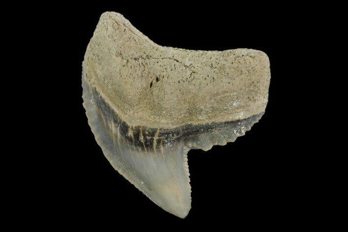 Fossil Tiger Shark (Galeocerdo) Tooth - Aurora, NC #179040
